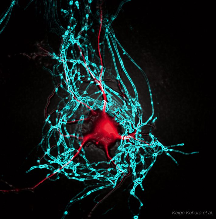 神経細胞 (3) シナプス結合編
